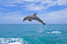 Bottle-nosed Dolphin (Tursiops Truncatus) Jumping In Caribbean Sea