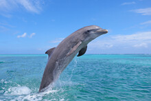 Bottle-noseddolphin(Tursiopstruncatus)jumping In Caribbean Sea