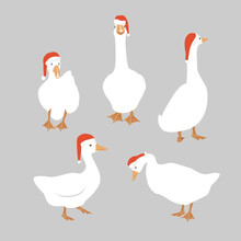 White Goose Collection In Santa Claus Helper Hats Isolated Design Element. Funny And Cute Geese Full Length Vector Illustration. Farm Christmas Bird.