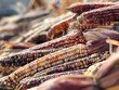 Colorful corn on the farm in Poolesville, October 2023