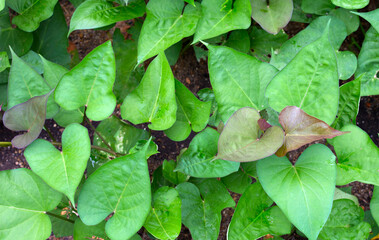 Sticker - Green leaves of sweet potato plant