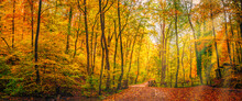 Majestic Nature. Panoramic Forest Road In Autumn Leaves Background Colorful Sunlight Sun Rays. Amazing Adventure Hiking Trail Under Colorful Tree Leaves. Seasonal Foliage Orange Yellow Sunny Landscape