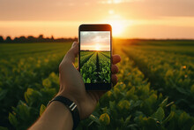 Taking Photos Of The Fields With Smartphone