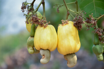 Wall Mural - Bunch of ripe and raw cashew apple hanging on cashew tree branch, soft and selective focus.