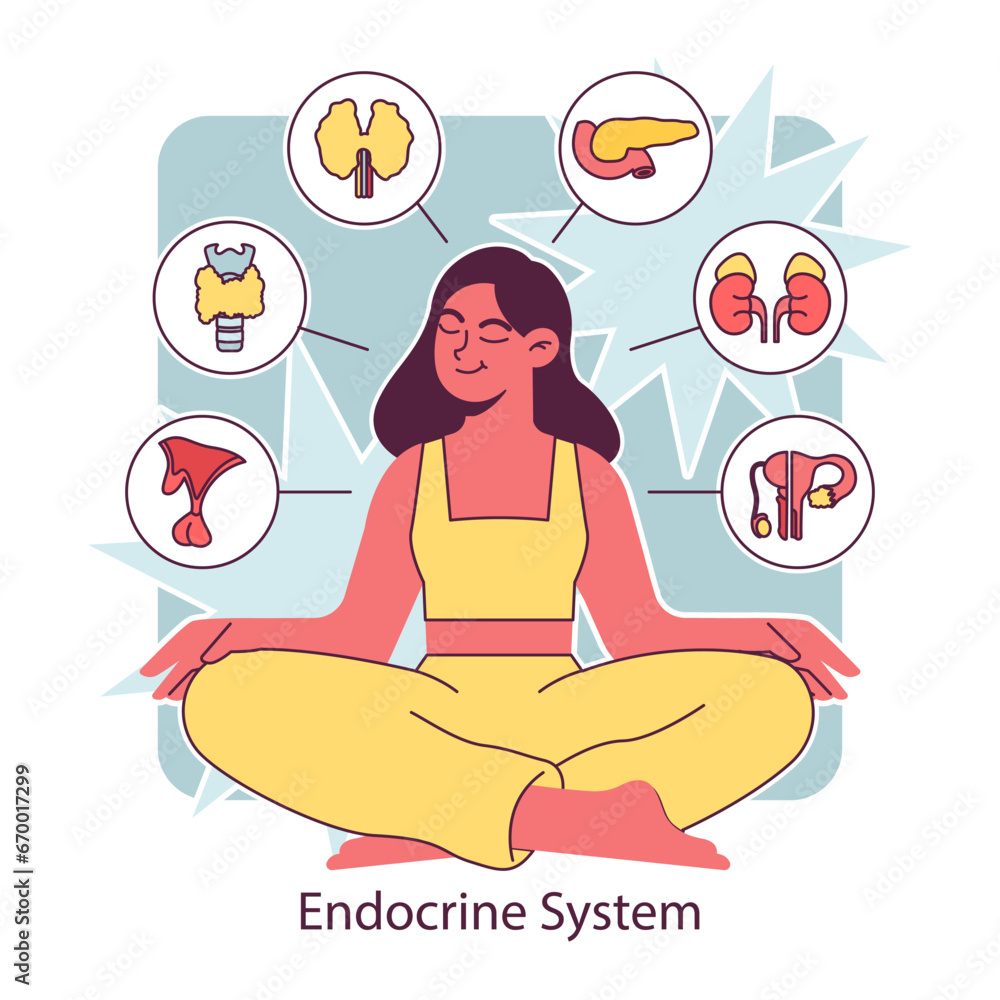 Endocrine system organ. Human gland function. Pancreas, pituitary ...