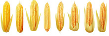 Set Of Corn On A Transparent Background