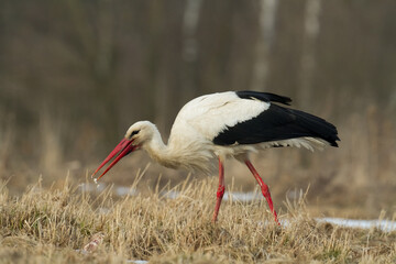 Wall Mural - Bird White Stork Ciconia ciconia hunting time summer in Poland Europe