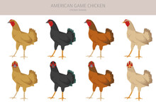 American Game Chicken Breeds Clipart. Poultry And Farm Animals. Different Colors Set