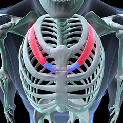 Wall Mural - male skeleton ribs,sacrum,lumbar vertebrae,scapula and sternum anatomy. 3d illustration