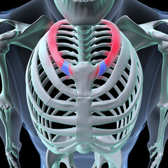 Wall Mural - male skeleton ribs,sacrum,lumbar vertebrae,scapula and sternum anatomy. 3d illustration