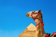 Dressed camel near the Pyramid of Khafre.