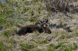 Baby moose resting in Grand Tetons National Park