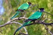 © Ka - parrots on branch