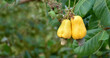 Bunch of ripe and raw cashew apple hanging on cashew tree branch, soft and selective focus.