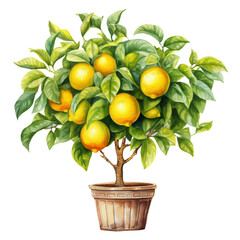 Wall Mural - Lemon tree in a pot with many big lemons png isolated on a transparent background, watercolor clipart illustration