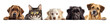 Adorable Dogs and Cats Playfully Peeking Over Vibrant Web Banner