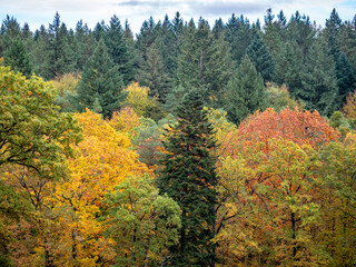 Canvas Print - Herbstwald