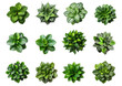 © FAFO - Collection of different houseplants, top view, for design or decoration, isolated on a transparent background. (PNG, cutout, or clipping path.)