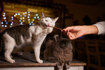 Wall Mural - Domestic life with pet. Young man gives his cat meat snack.