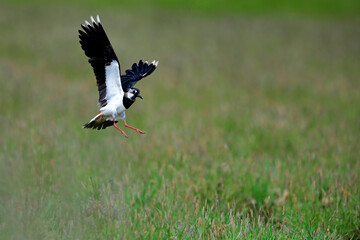 Poster - Northern lapwing // Kiebitz (Vanellus vanellus) 