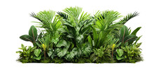 Green Leaves Of Tropical Plants Bush (Monstera, Palm, Fern, Rubber Plant, Pine, Birds Nest Fern) Floral Arrangement  Isolated On Transparent Background . PNG, Cutout, Or Clipping Path.