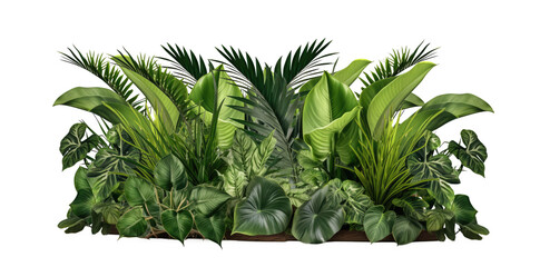 Wall Mural - Green leaves of tropical plants bush (Monstera, palm, fern, rubber plant, pine, birds nest fern) floral arrangement  isolated on transparent background . PNG, cutout, or clipping path.
