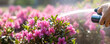 Watering blooming rhododendron in the garden. pink rhododendrons flower are poured with water