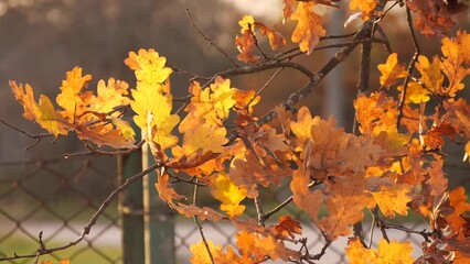 Wall Mural - orange oak leaves in autumn on a sunny day