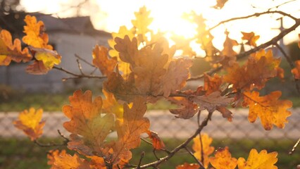 Wall Mural - orange oak leaves in autumn on a sunny day