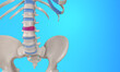 Bulging disc spinal injury skeleton 
medical illustration