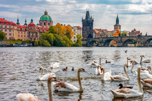 Swans On Vltava River With Charles Bridge At Background, Prague, Czech Republic