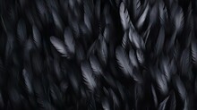 Beautiful Black Grey Bird Feathers Pattern Texture