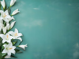 Fototapeta Tulipany - White lilies with gentle petals and prominent stamens isolated on a soft teal textured background with ample space for text. Top view. Flat lay. Close up. Decorative banner
