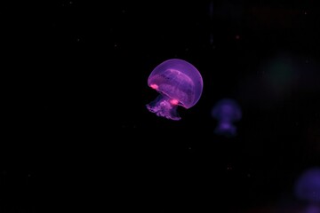 Wall Mural - underwater photography of a beautiful cannonball jellyfish stomolophus meleagris