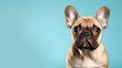 © NK Project - Advertising portrait, banner, very sad pug dog, looks straight, isolated on light blue background