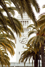Ferry Building Seen Through Palm Trees In San Francisco, CA