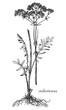 Valerian, valeriana. Botanical illustration of valeriana. Monochrome valerian, black and white valeriana hand drawing, valerian sketch.