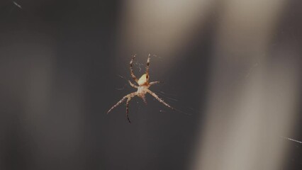 garden spider perches on its web, ready to strike with its raised front legs. Fear of spiders on web. insect fights back, raising its dangerous claws in defense.