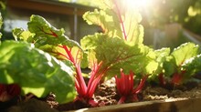 Ruby Rhubarb Growing In A Sunny Backyard Garden.
