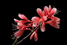 Red Yucca Flower - Isolated On Plain Background. Generative AI