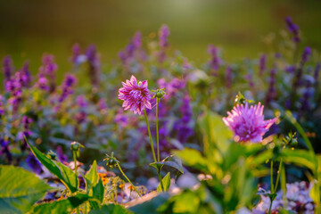 Wall Mural - wunderful purple dahlia blossom in bad pyrmont, germany.