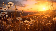 A Dreamcatcher Daisy Field At Sunset, With The Last Rays Of The Day Casting A Warm, Golden Hue Over The Blossoms. High Detailed And Full Ultra HD.