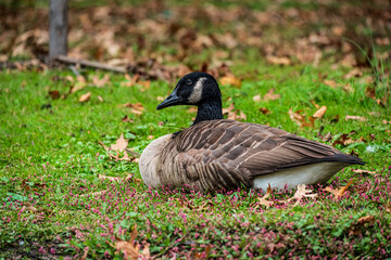 Wall Mural - goose in the park