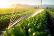 agricultural irrigation as sprinklers nourishes the fertile farmland in background of beautiful sunset sky.  Agriculture concept of industry and production.