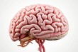 medically accurate illustration human brain three-dimensional rendering graphic artwork science biology medicals cerebra cerebellum cerebral emporium lateral side