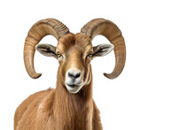Image Of Bighorn Sheep With Beautiful Horns On White Background. Farm Animals.