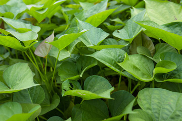 Wall Mural - Green sweet potato plants in growth at garden