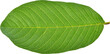 © Azeem - Guava leaf
