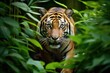 a tiger prowling through a jungle