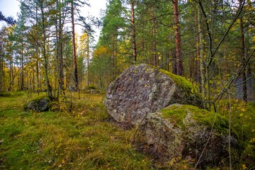 Wall Mural - Stones overgrown with moss in a wild forest